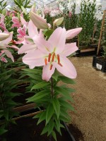 [4313 Pink News GA No01.JPG]